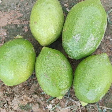香水柠檬