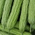 河南南阳市新野县民富蔬菜种植专业苦瓜大量供应量大从优