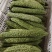 河南南阳市新野县民富蔬菜种植专业苦瓜大量供应量大从优