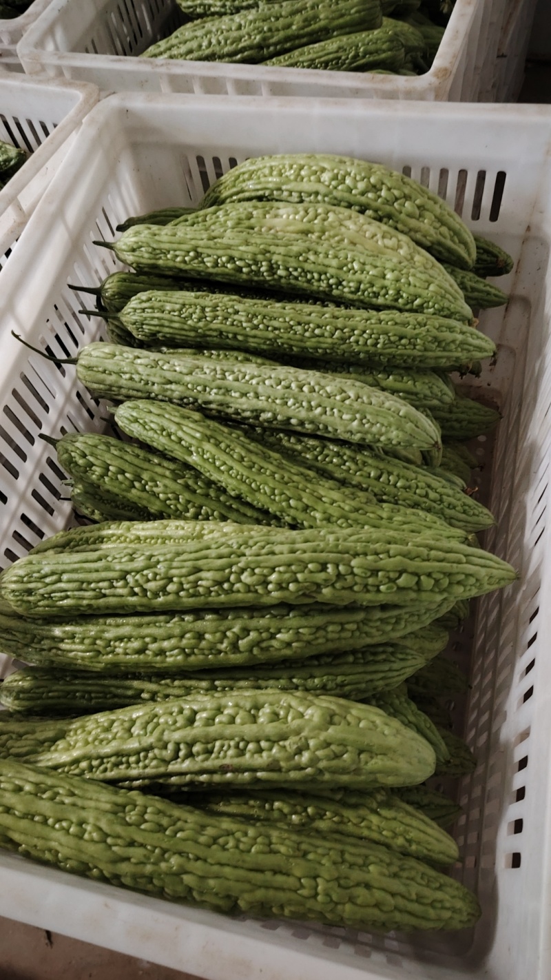 河南南阳市新野县民富蔬菜种植专业苦瓜大量供应量大从优