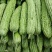 河南南阳市新野县民富蔬菜种植专业苦瓜大量供应量大从优