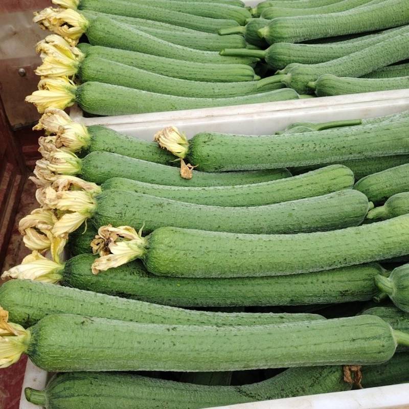 河南南阳市新野县民富蔬菜种植专业合作社丝瓜大量供应量大从