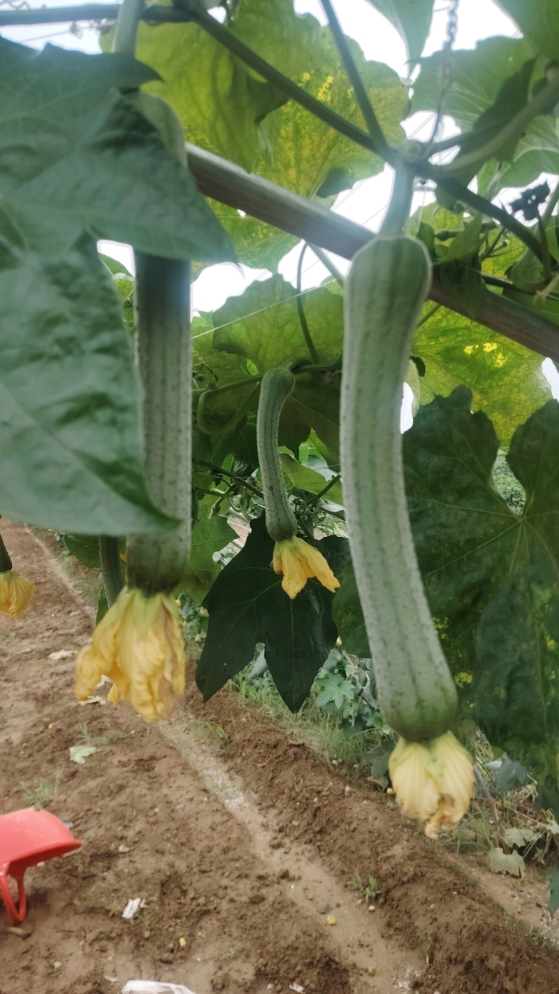 河南南阳市新野县民富蔬菜种植专业合作社丝瓜大量供应量大从