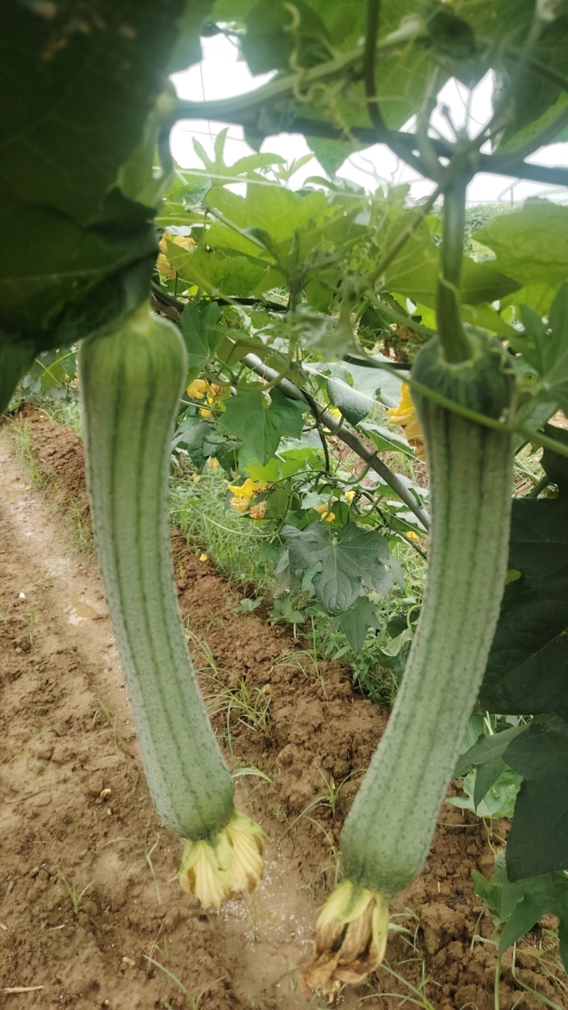 河南南阳市新野县民富蔬菜种植专业合作社丝瓜大量供应量大从