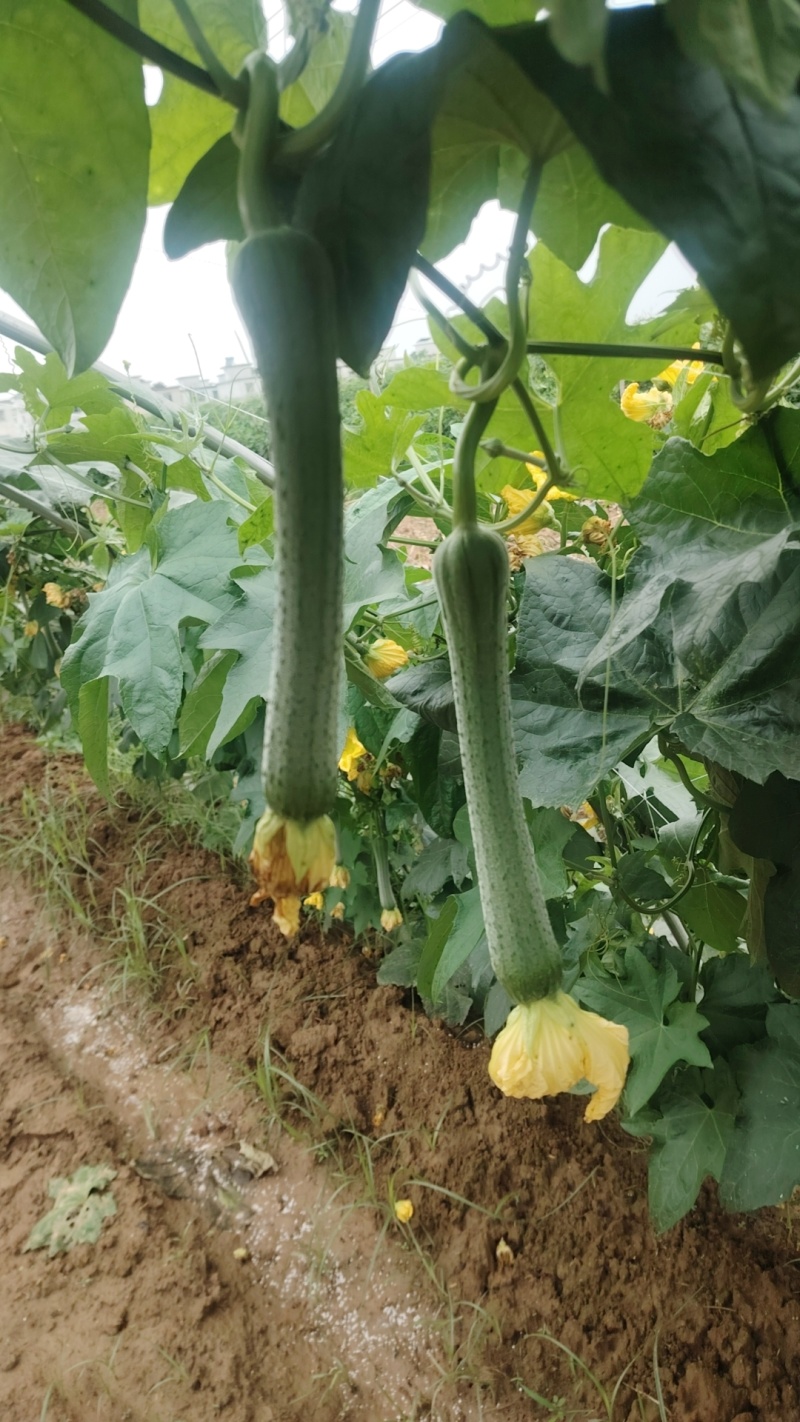 河南南阳市新野县民富蔬菜种植专业合作社丝瓜大量供应量大从