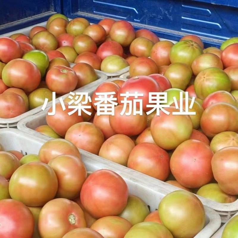 313口感西红柿