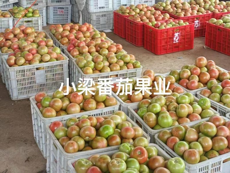 313口感西红柿