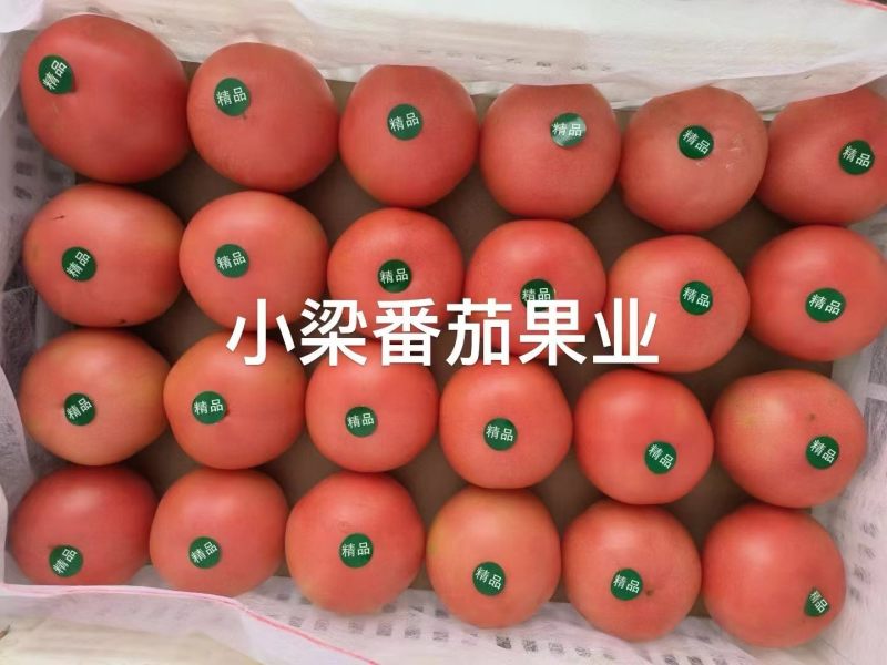 313口感西红柿