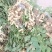 河南沙地新鲜花生