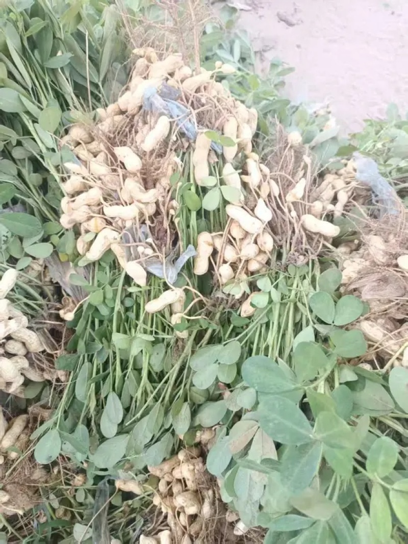 河南沙地新鲜花生