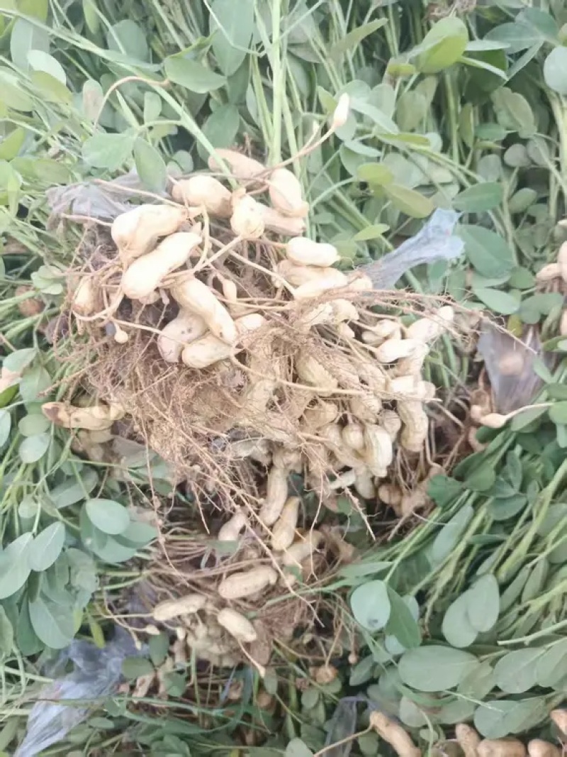 河南沙地新鲜花生