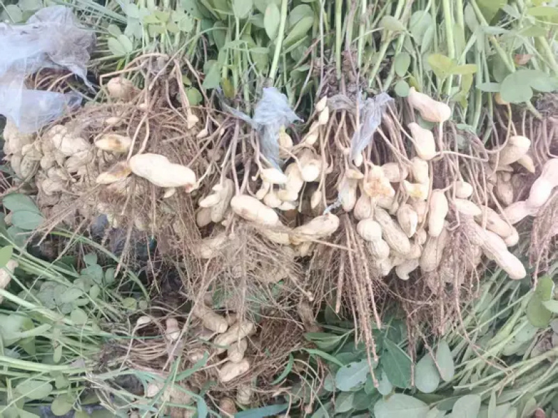 河南沙地新鲜花生
