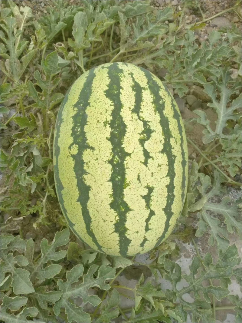 【热线】金花西瓜/山西金花西瓜/精选忻州金花/视频看瓜