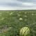 【热线】金花西瓜/山西金花西瓜/精选忻州金花/视频看瓜