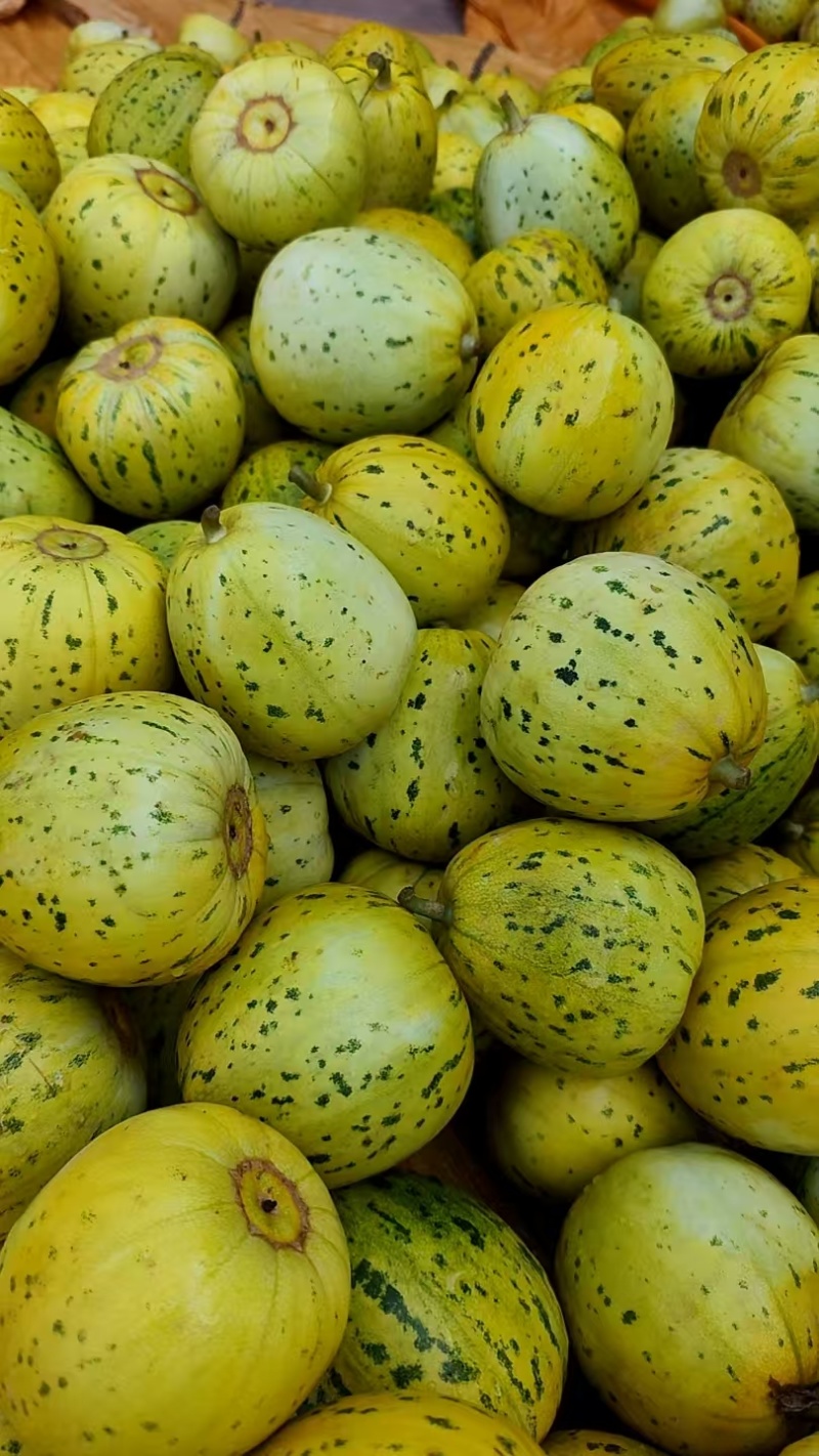 绿宝甜瓜
