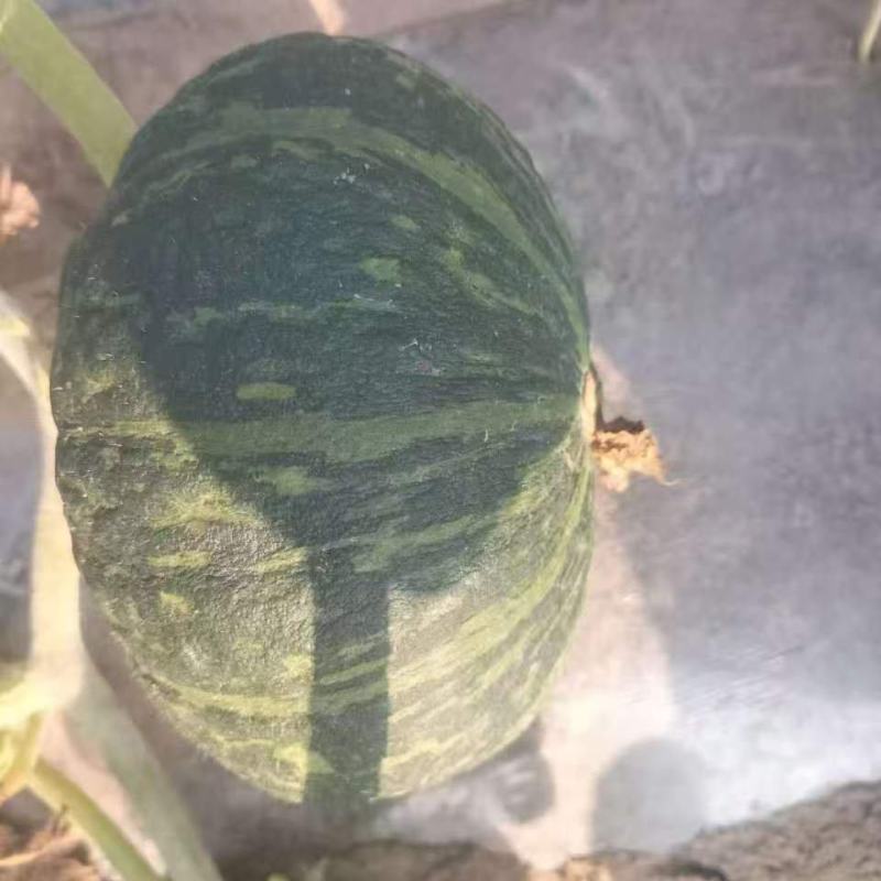 板栗南瓜