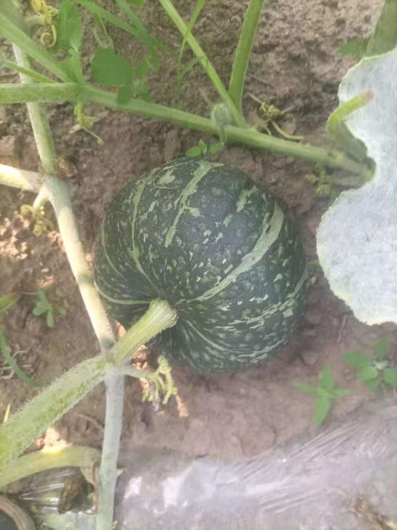 板栗南瓜