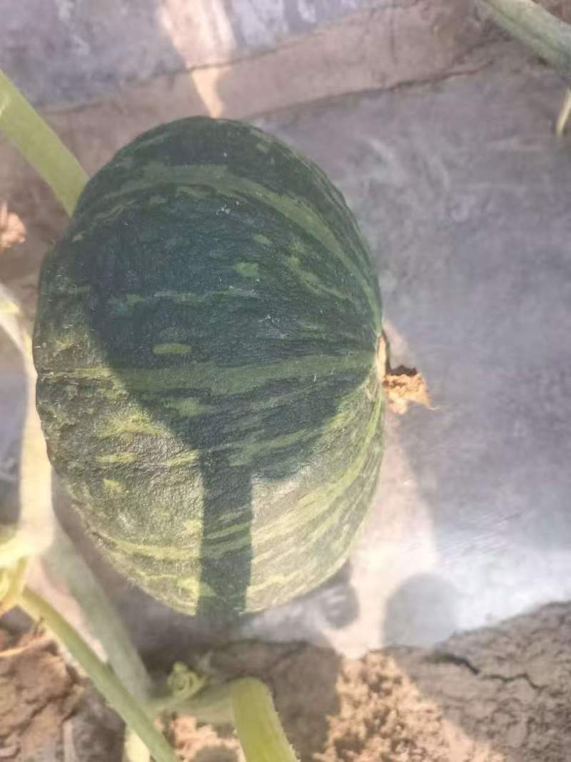 板栗南瓜