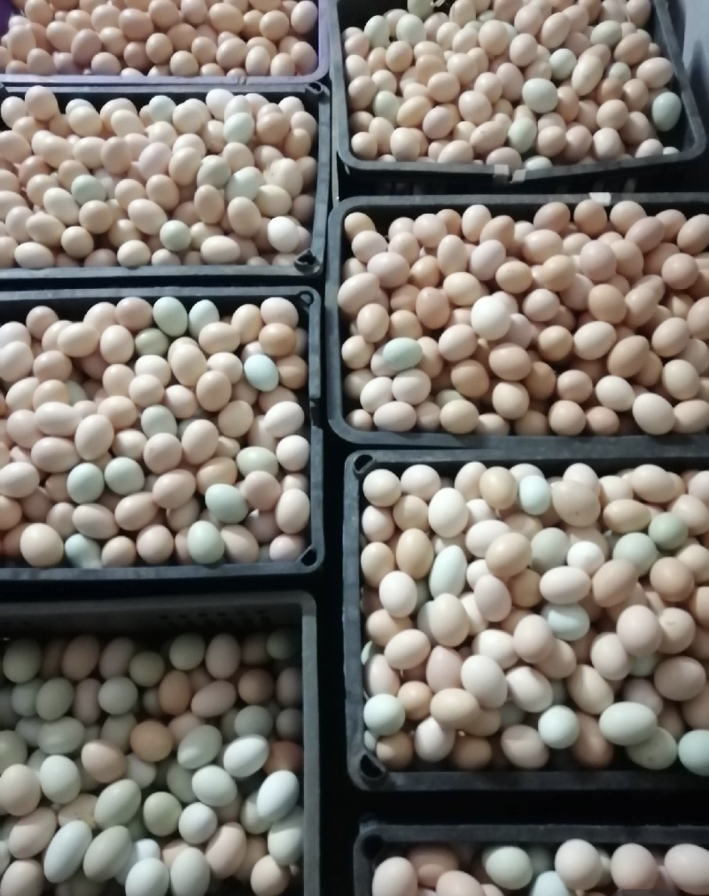新鲜土鸡蛋