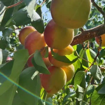 藏在黄土梯田的夏日珍味——彭阳红梅杏