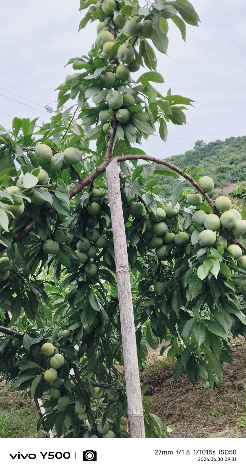 正宗巫山脆李又脆又甜