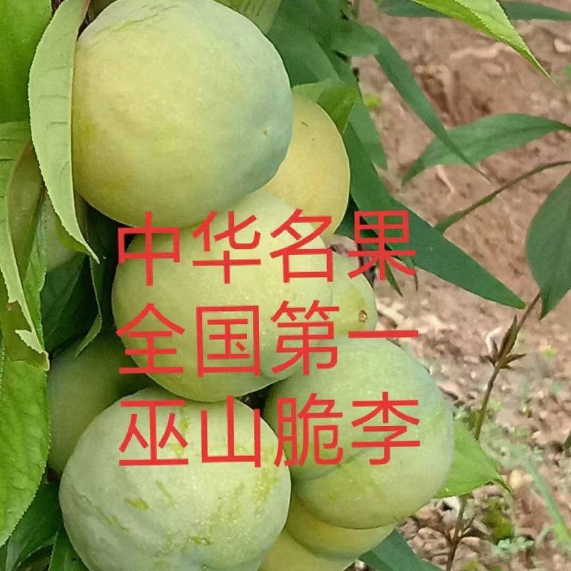 正宗巫山脆李又脆又甜