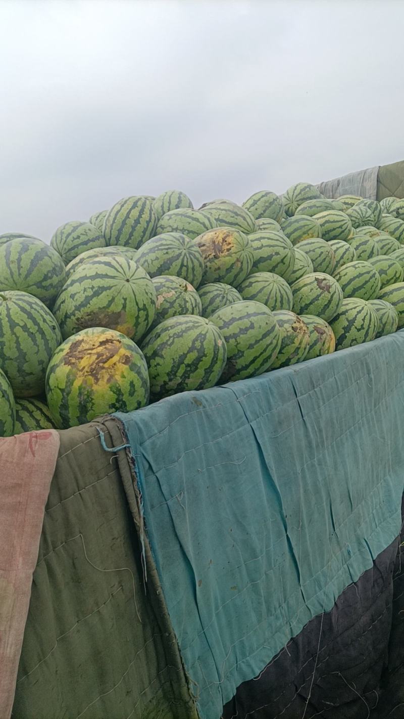 猛虎大西瓜大量有货价格美丽