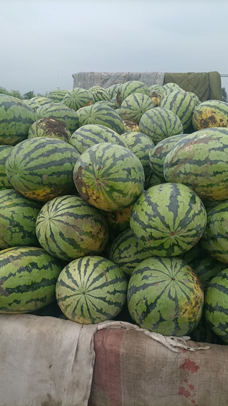猛虎大西瓜大量有货价格美丽