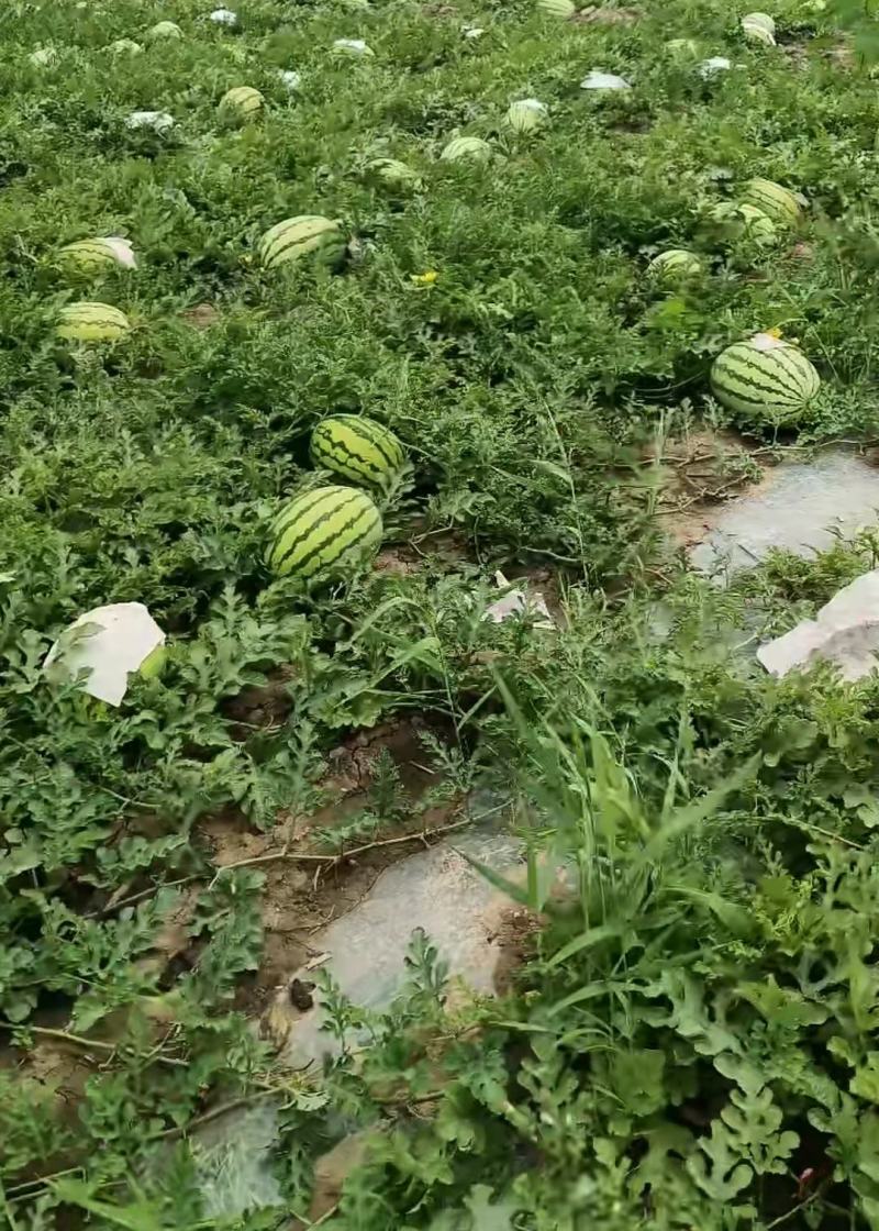猛虎大西瓜大量有货价格美丽