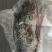 真空包装淡水石斑鱼400克以上一条