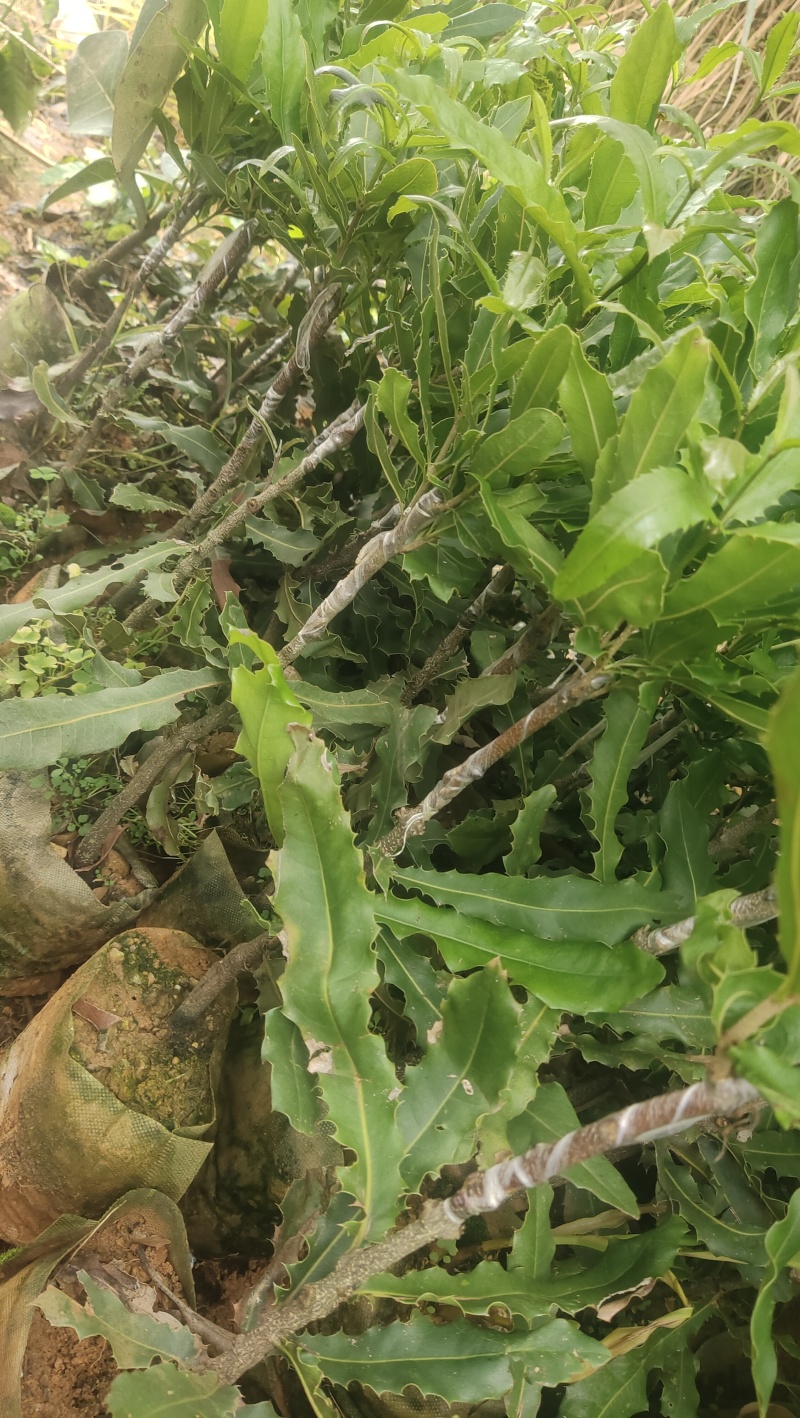 优质夏威夷果苗A/4A16批发