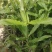 优质夏威夷果苗A/4A16批发