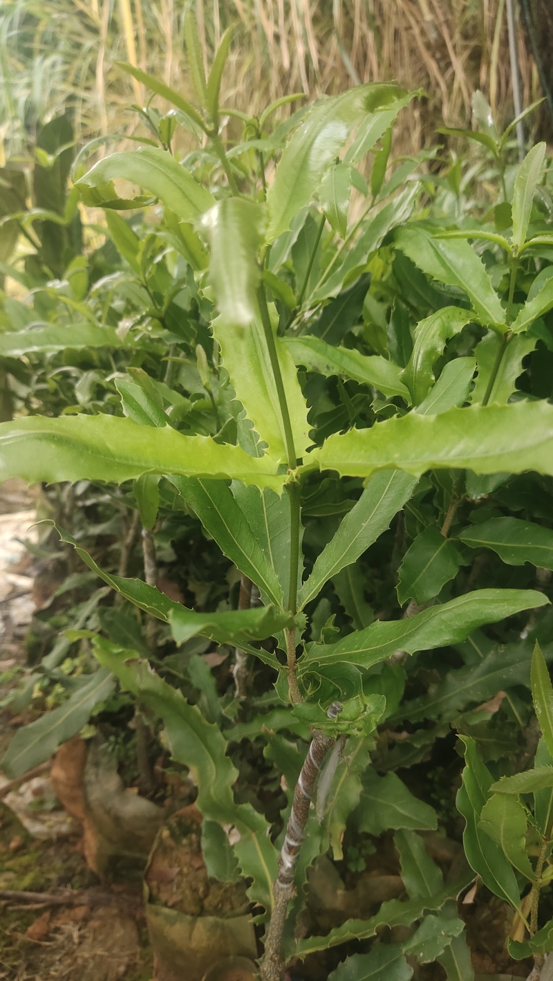 优质夏威夷果苗A/4A16批发