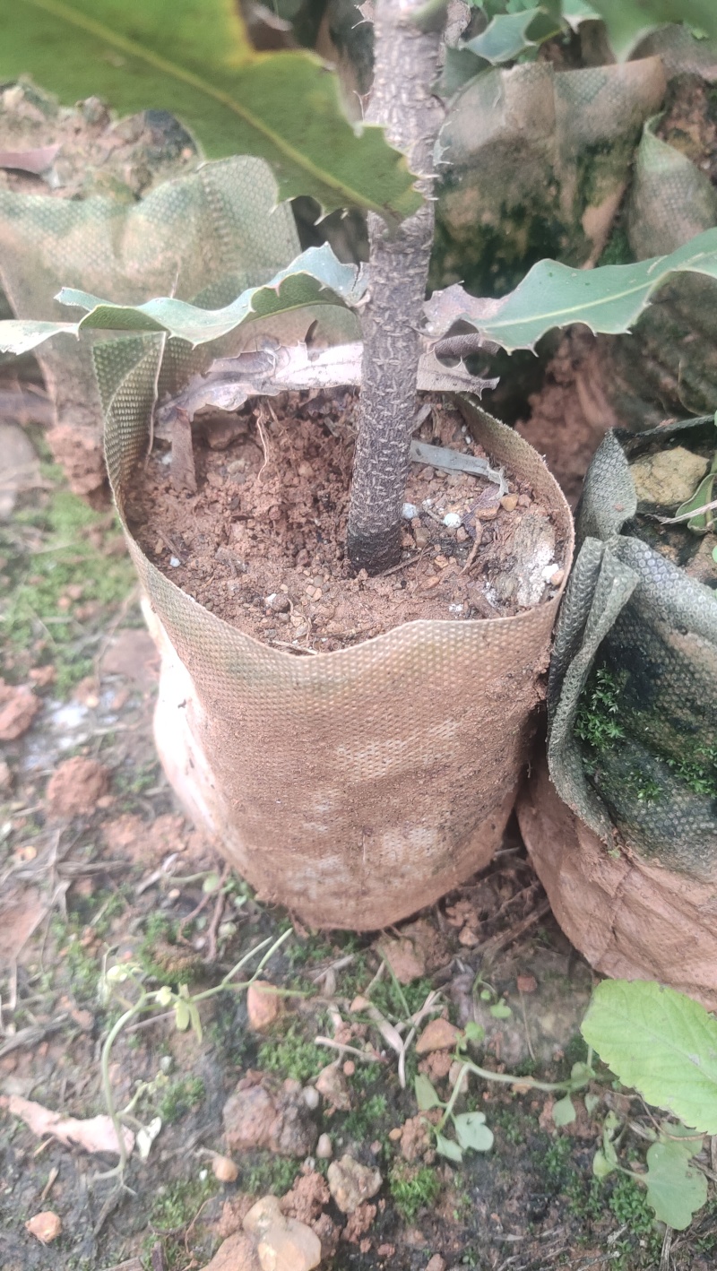优质夏威夷果苗A/4A16批发