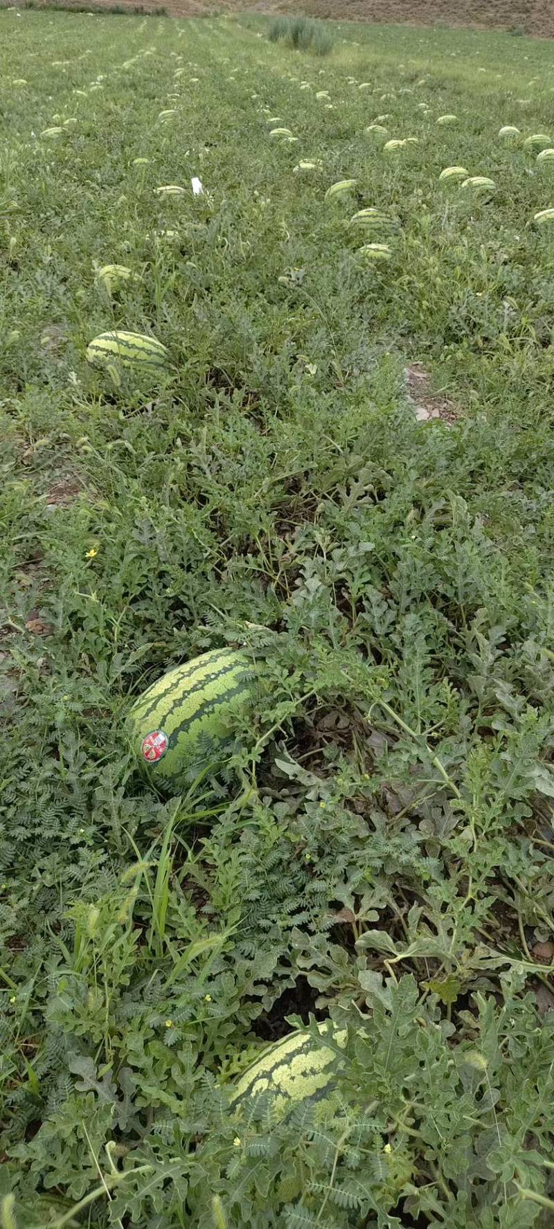 宁夏硒砂瓜，甘甜可口，给你一个夏天吃瓜的理由