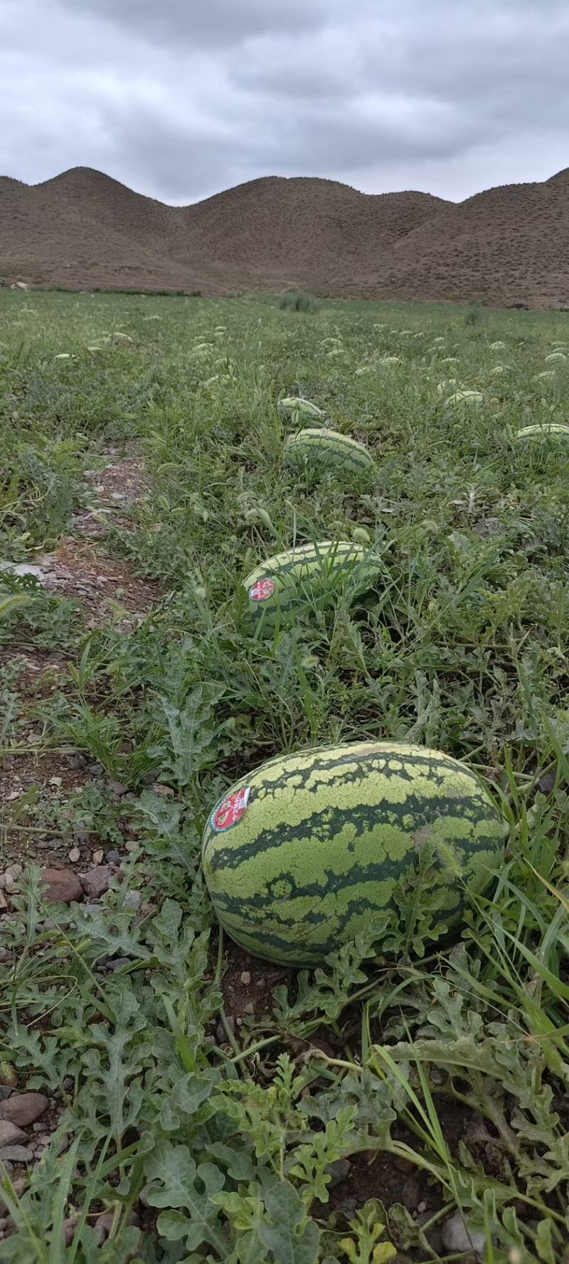 宁夏硒砂瓜，甘甜可口，给你一个夏天吃瓜的理由