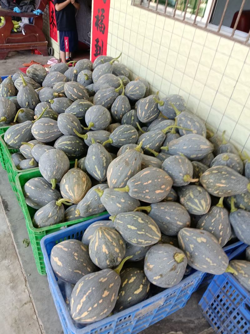 湖南精品香芋南瓜香味十足够粉，诚信经营有回头车