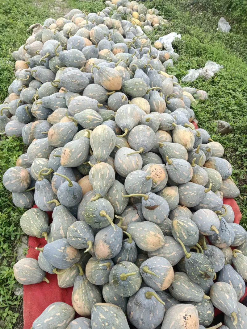湖南精品香芋南瓜香味十足够粉，诚信经营有回头车