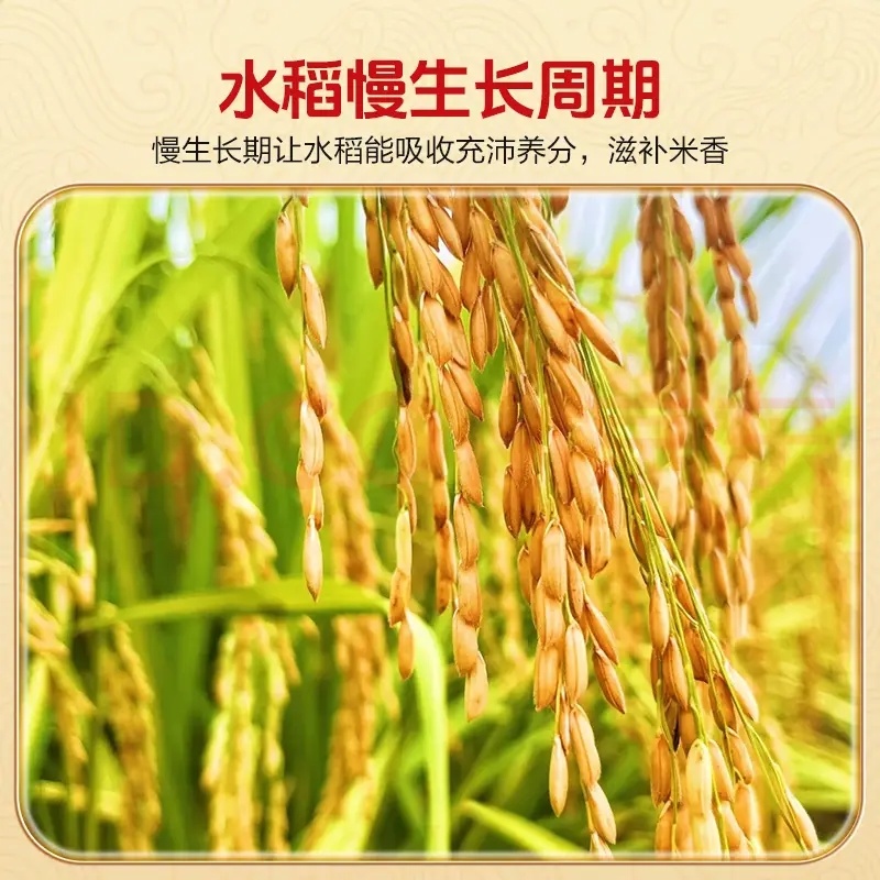 正宗五常大米欢迎大家采购