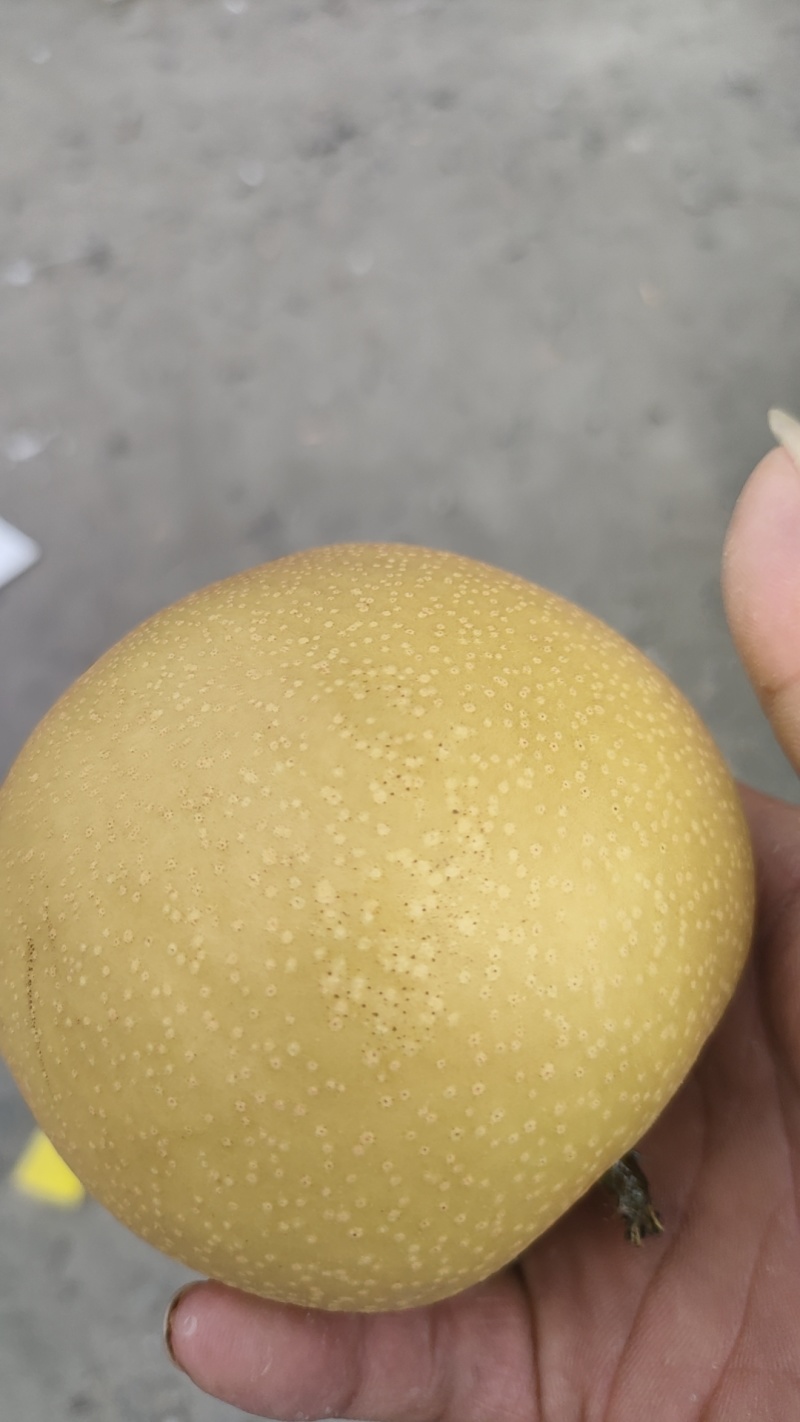 新玉蜜梨，早熟秋月，量大质优，价格美丽，一手货源代收代发