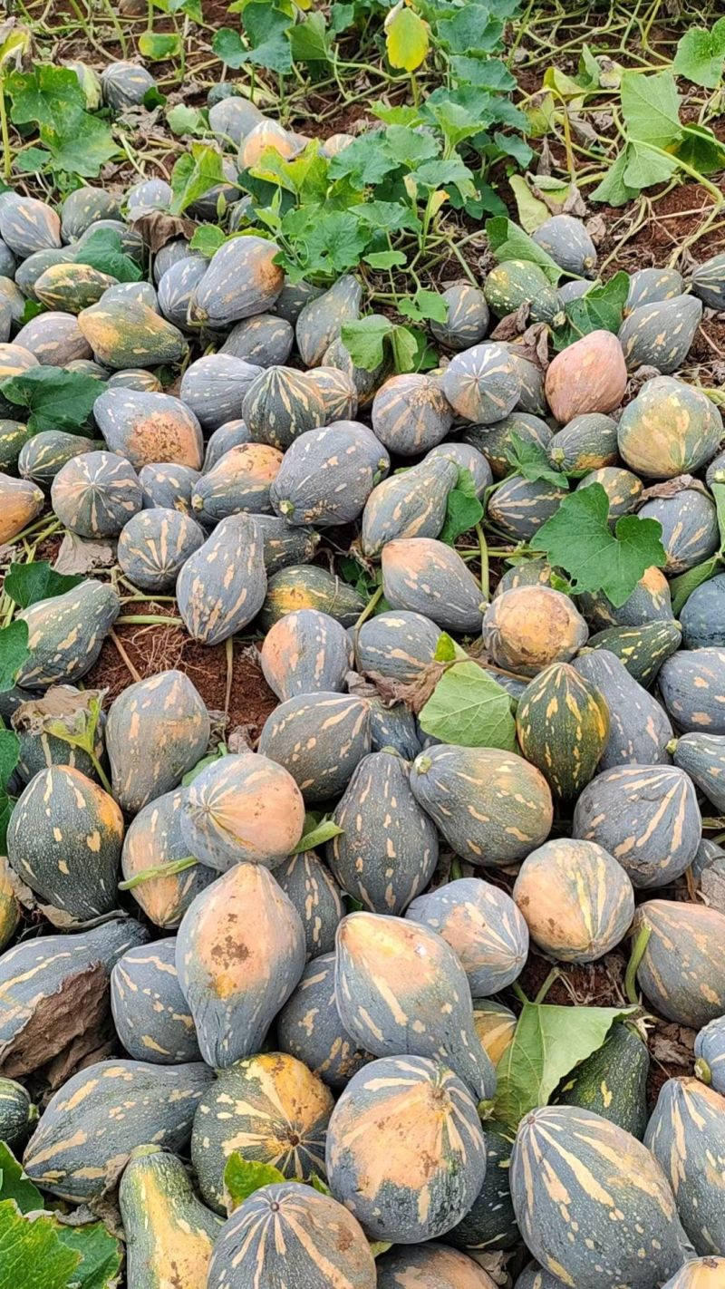 广西精品香芋南瓜香味十足够粉，诚信经营有回头车
