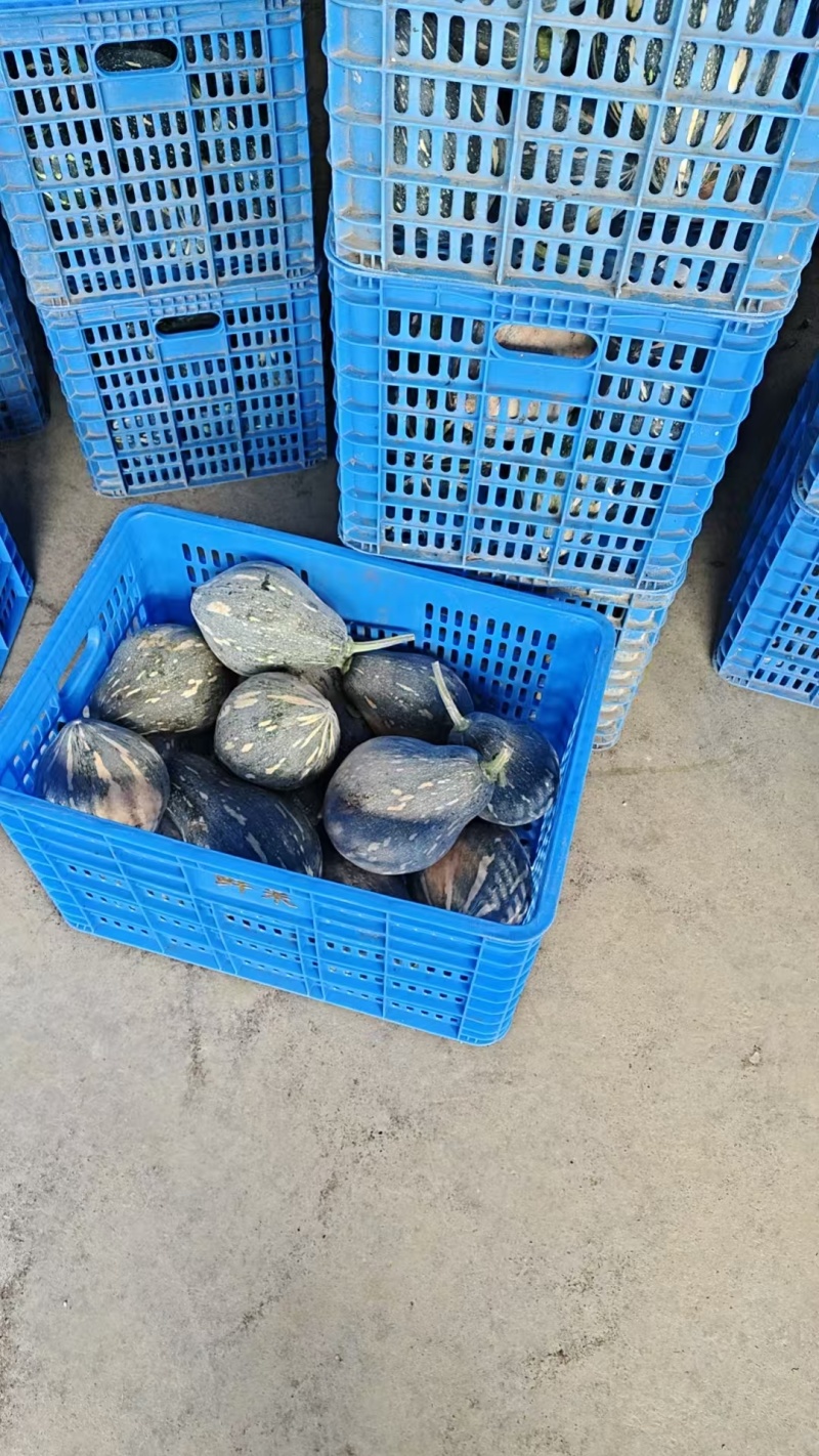 广西精品香芋南瓜香味十足够粉，诚信经营有回头车