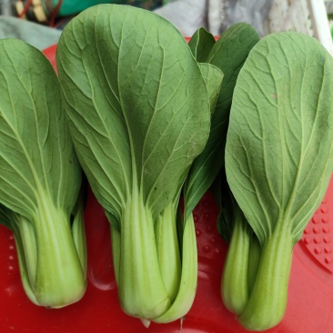 毛白菜，上海青大量有货长年共应