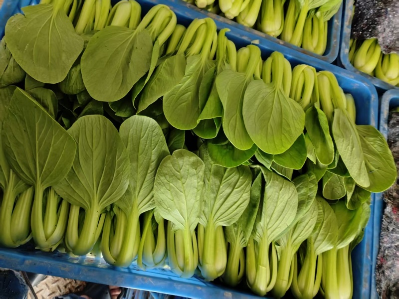 毛白菜，上海青大量有货长年共应