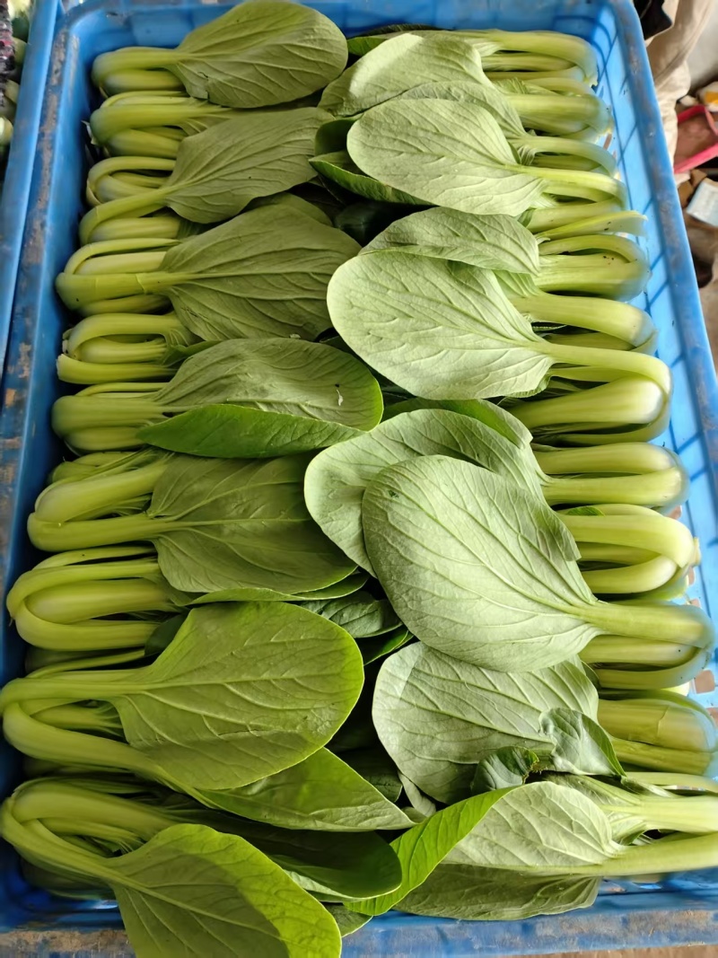 毛白菜，上海青大量有货长年共应