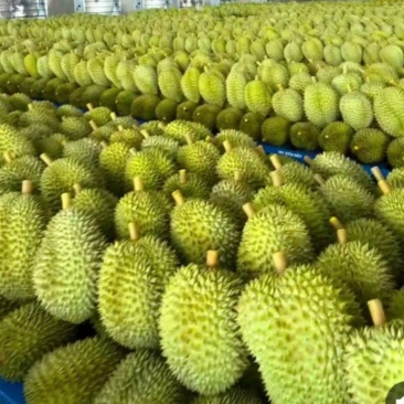 金枕榴莲A果B果都有，