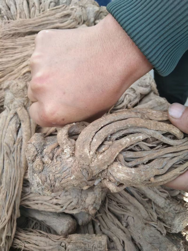 【当归】甘肃当归/陇西县当归佛手片/产地直发便宜