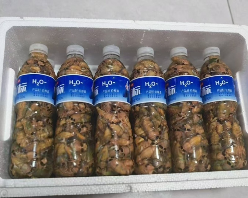野生金蝉，现货现发，电商市场都能发货。