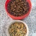 野生金蝉，现货现发，电商市场都能发货。