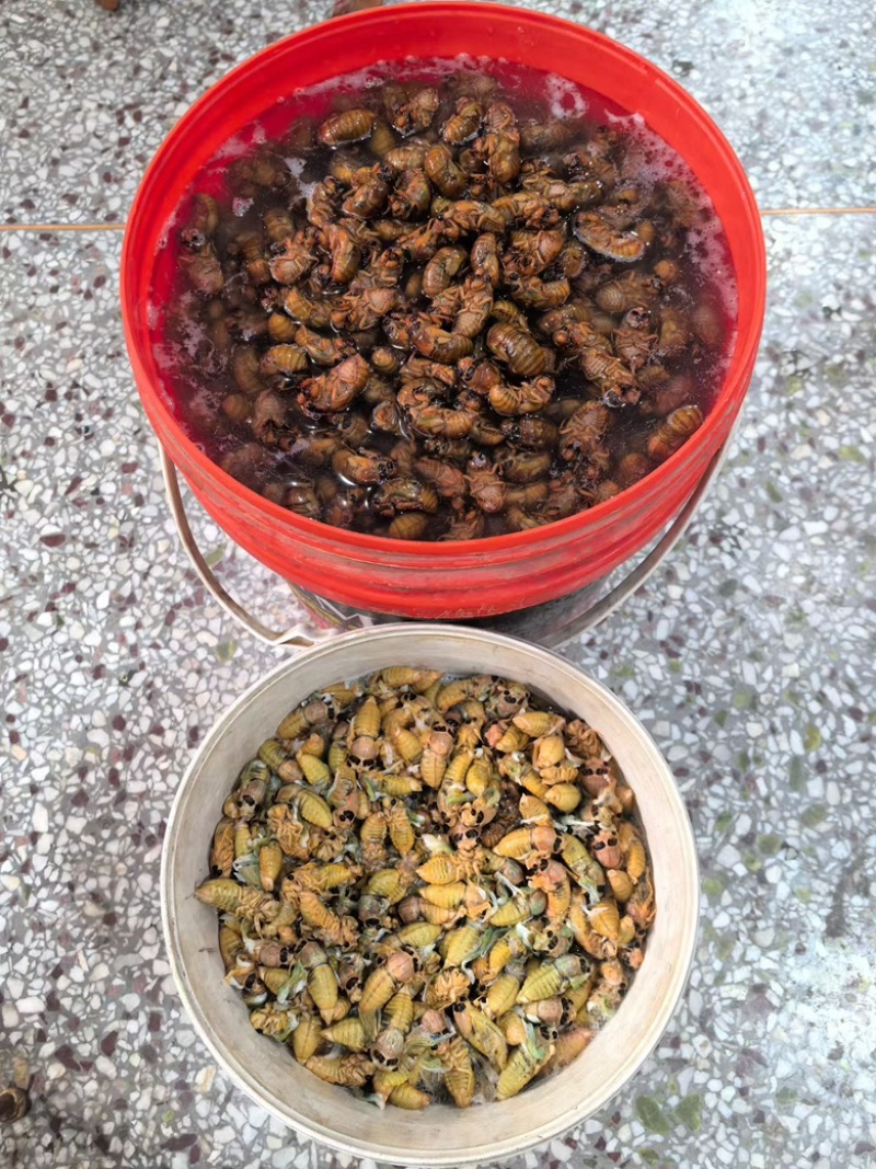 野生金蝉，现货现发，电商市场都能发货。